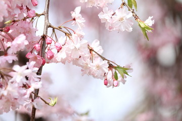 Naklejka premium 青空と桜