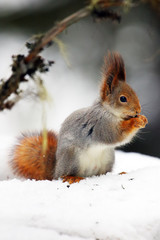 The red squirrel or Eurasian red sguirrel (Sciurus vulgaris) sitting on the snow