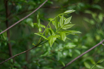 Branch