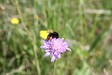 Steinhummel auf der violetten Blüte einer Witwenblume (Knopfblume)