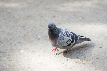 pigeon