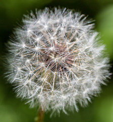 Fototapeta premium Dandelion