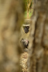 Mommy monkey