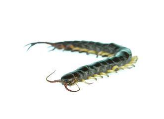 centipede on white background