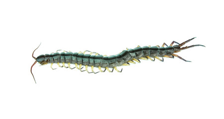 centipede on white background