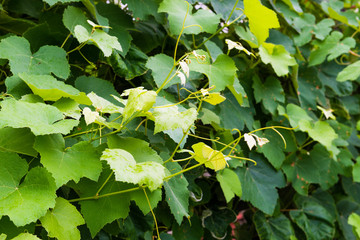 leaves of a vine