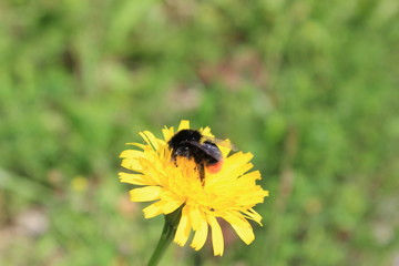 Steinhummel auf einer gelben Blüte