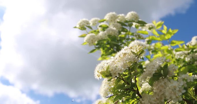 White flowers on blue sky background