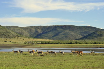 Obraz premium Buck in the bush