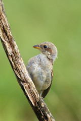 The red-backed shrike (Lanius collurio) a young bird sitting on a sloping dry branch with green background