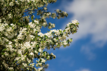 sky and white flowers