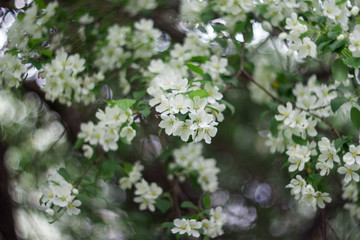 white flowers