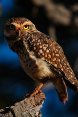 Burrowing Owl - birdwatching Brazil