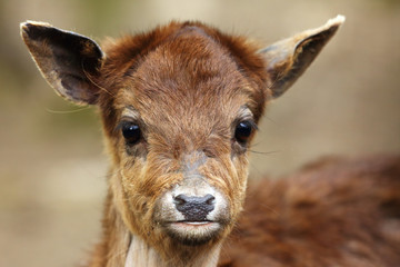 The sika deer (Cervus nippon) also as the spotted deer or Japanese deer, portrait of the young animal