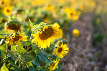 Sunflowers