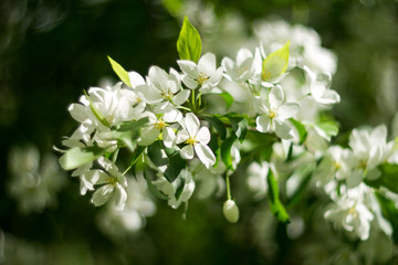 flowers