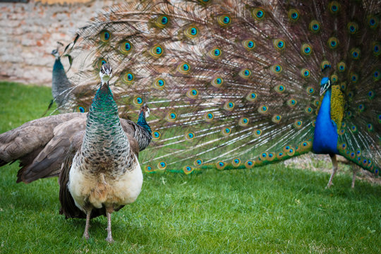 PEacock