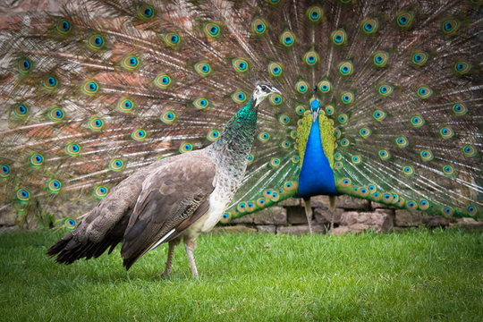 Fototapeta Peacock