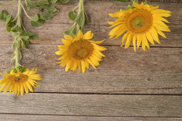 Three sunflowers overhead on the old wooden background