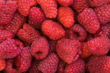 Red raspberry