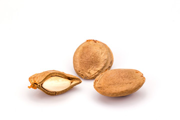 Apricot kernel