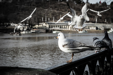 Obraz premium Seagull