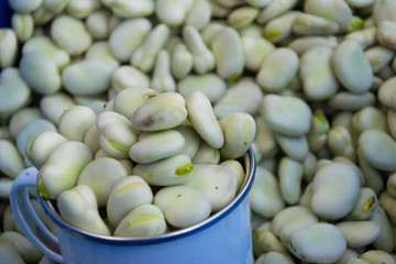 Broad bean