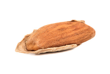 Uzbek almonds in shell