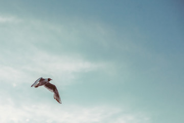 Sea gull flying in the sky