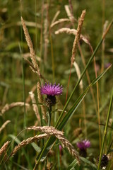 Thistle