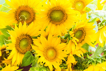 blossoms of many sunflowers - close up