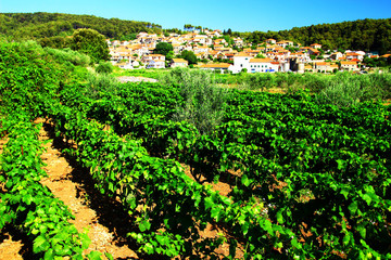 Fototapeta na wymiar Vineyards on Island Hvar in Croatia, Svirce village in background