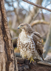 red-tailed hawk,Buteo jamaicensis