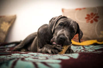 Cane corso puppy