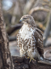 red-tailed hawk,Buteo jamaicensis