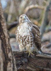 red-tailed hawk,Buteo jamaicensis