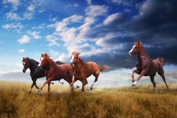 A small herd of horses swiftly jumps over the steppe