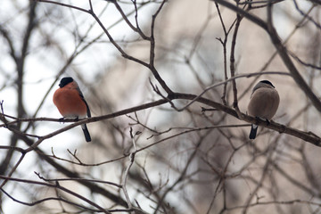 Male and female bullfinchs,  are sitting on the branch