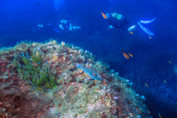 Obraz na płótnie Canvas A Parrot Fish (Sparisoma cretense) on a reef with divers in the background