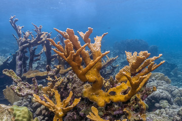 Fototapeta na wymiar Elkhorn coral (Acropora palmata)