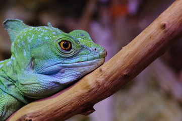 Couleurs reptilienne
