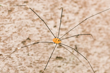 Close Up Of A Longed Cellar Spider