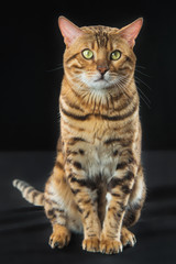 Fototapeta na wymiar The gold Bengal Cat on black background