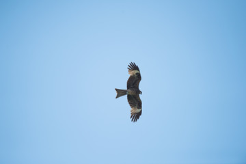 Eagle Flying