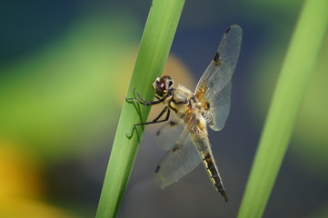 Plattbauchlibelle, Libelle, Halm, Schilf, Grün