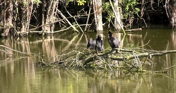 Phalacrocorax carbo cormorani su ramo nel lago