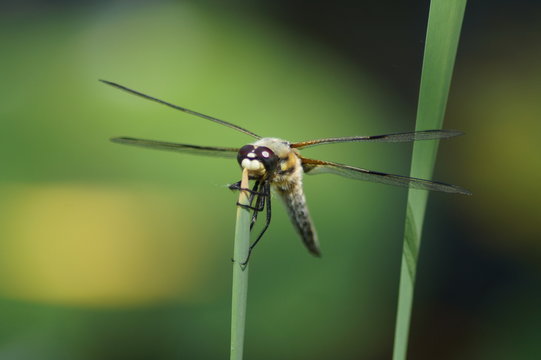Libelle, Facettenaugen, Schilf, Halm, Gr&uuml;n