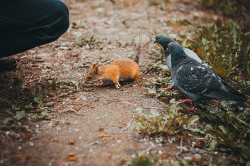 animals