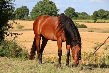 braunes predeportrait