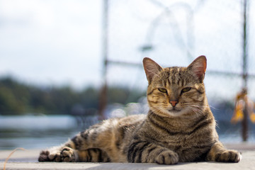 Naklejka na ściany i meble lazy stray cat at harbour